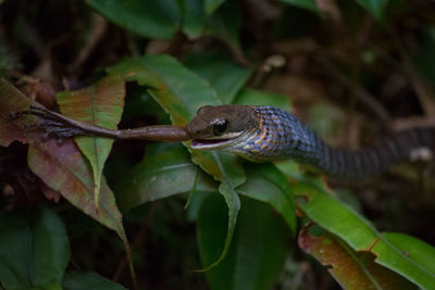 Close-up of lizard on tree