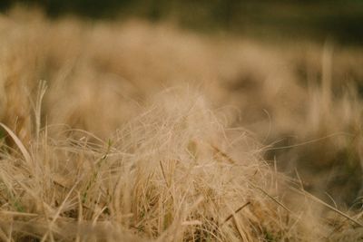 Close-up of wheat field