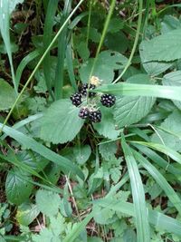 High angle view of insect on plant