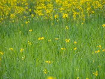 Full frame shot of yellow flowering plants on field