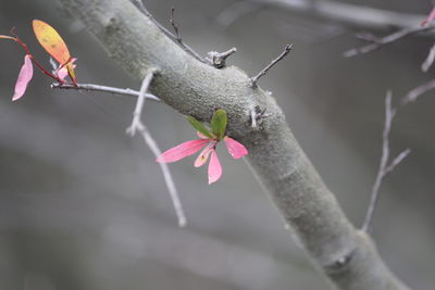Close-up of pink flower
