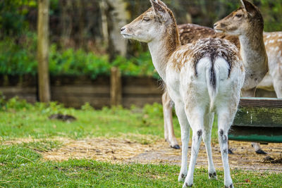Horse standing in a field