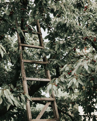 Low angle view of fruits on tree