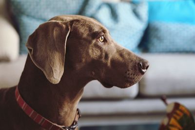 Close-up of dog