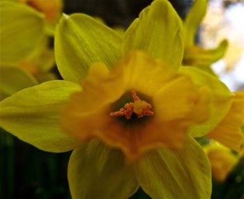 Close-up of yellow flower