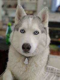 Close-up portrait of white dog