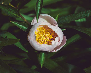 Close-up of white flowering plant