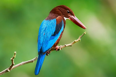 Close-up of a bird perching on branch