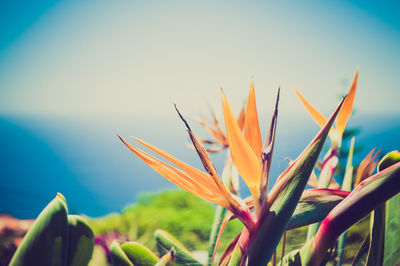 Close-up of plants
