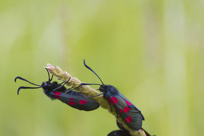 Close-up of butterfly on flower