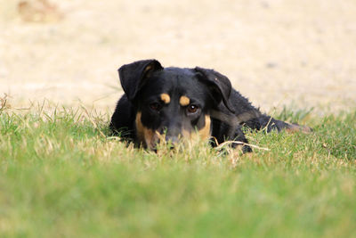 Portrait of black dog on field