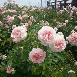 Close-up of pink flowers