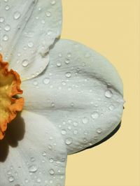 Close-up of wet flower against gray background