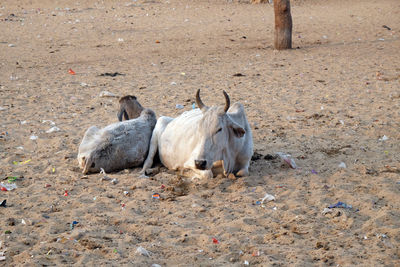 Cows resting in the midday heat at the street at the pushkar market, rajasthan, india 