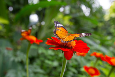 Close-up of butterfly pollinating on flower