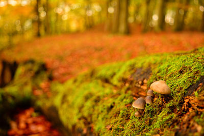 Close-up of mushroom growing on field