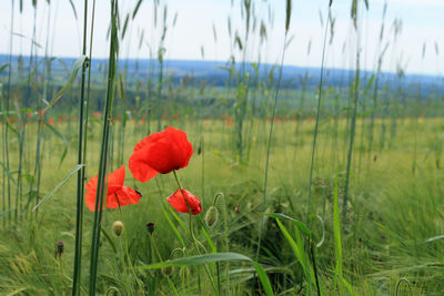 Close-up of red poppy flower on field