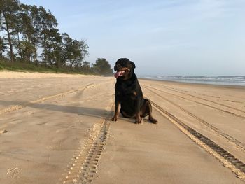 Dog on road by sea against sky