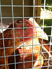 View of cage in cage