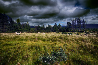 Trees on field against storm clouds