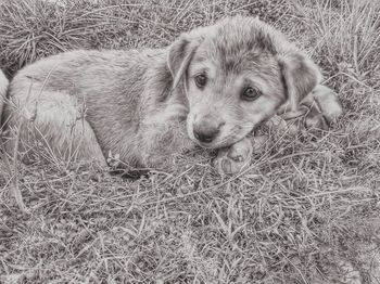 High angle portrait of puppy on grass