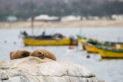 Seals sleeping on rock at shore