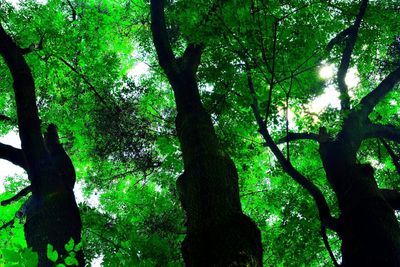 Low angle view of trees in forest