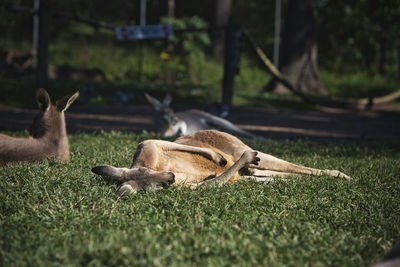 Sheep resting on field