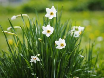 Close-up of white flowering plant on field