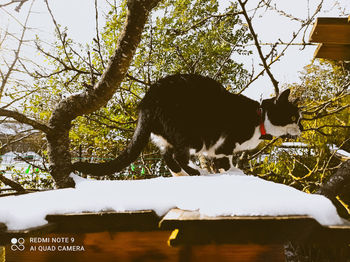 Low angle view of cat on tree