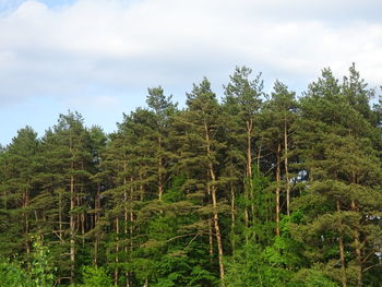 Pine trees in forest against sky