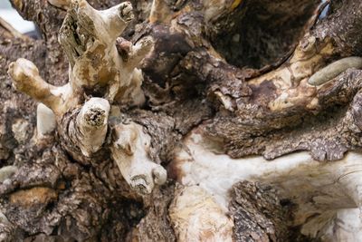 Full frame shot of tree trunk