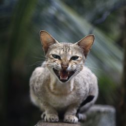 Close-up portrait of cat