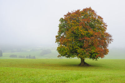 Tree growing on grassy field during foggy weather