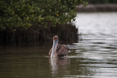 Floating female brown pelican pelecanus occidentalis at tigertail beach in marco island, florida