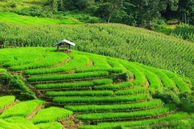 Scenic view of agricultural field