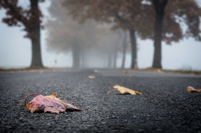 Close-up of autumn leaf on road