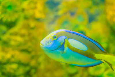 Close-up of fish swimming in sea