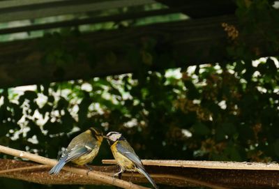 Close-up of bird perching on railing