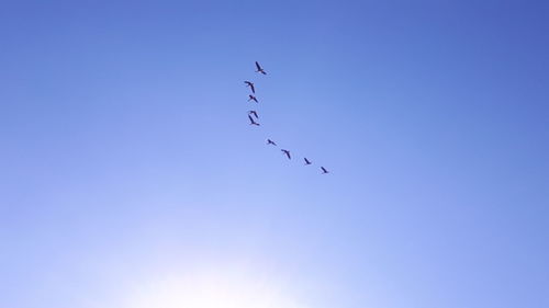 Low angle view of birds flying in clear sky