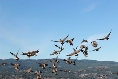 Canada geese flying against mountain