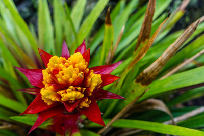 Close-up of yellow flower blooming outdoors