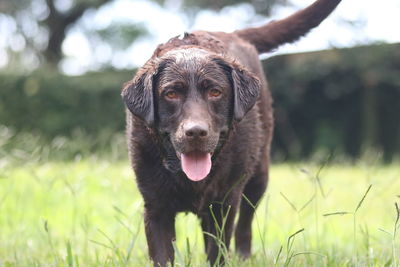 Portrait of dog sticking out tongue while standing on grassy field