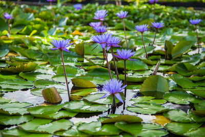 Purple water lily in lake