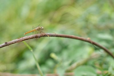 Close-up of insect on plant
