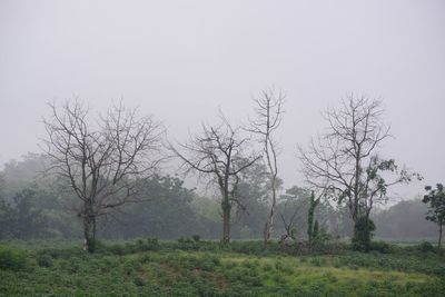 Trees on field against sky