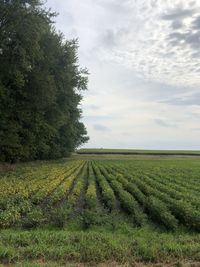 Scenic view of agricultural field against sky