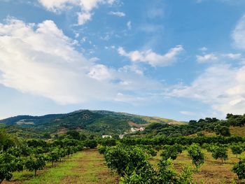 Scenic view of field against sky