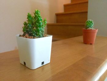 Close-up of potted plant on table