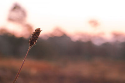 Close-up of plant against sky at sunset